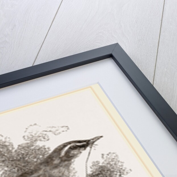 Wood-Wren by Anonymous