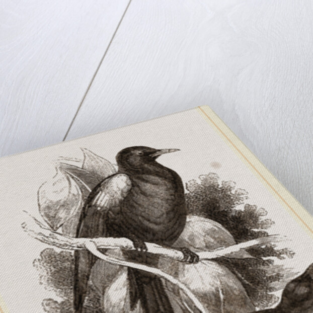 Cinereous Wood-Swallows by Anonymous