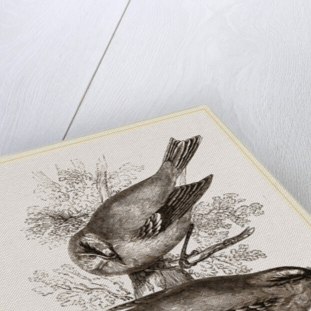 Gold-Crests by Anonymous