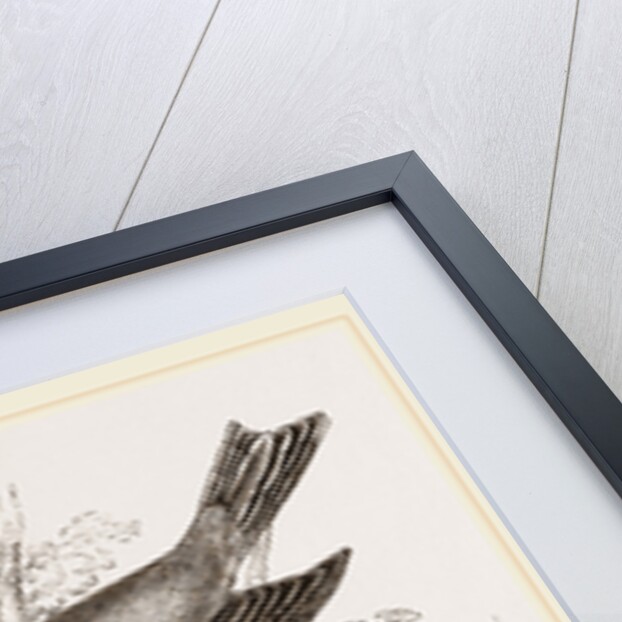 Gold-Crests by Anonymous