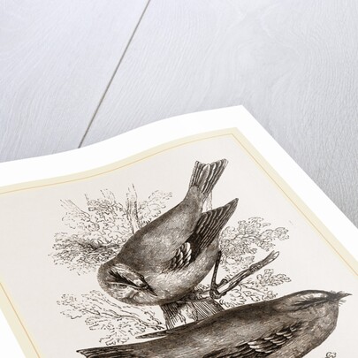 Gold-Crests by Anonymous