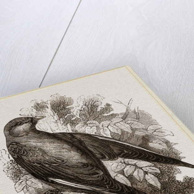 Common Wood-Swallow by Anonymous