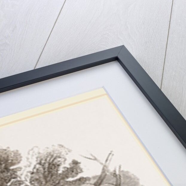 Common Wood-Swallow by Anonymous