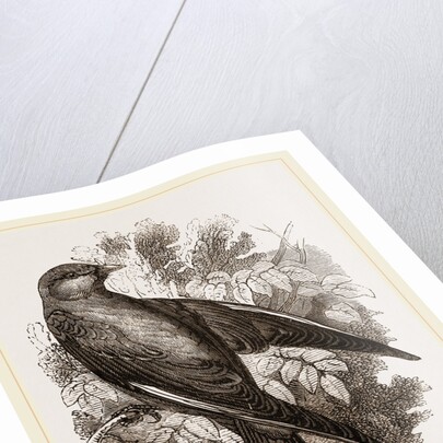 Common Wood-Swallow by Anonymous