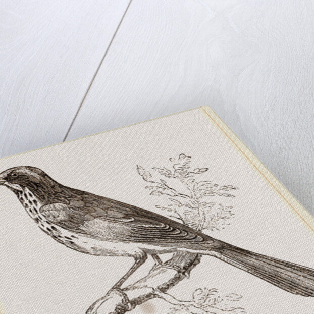 New Holland Honeysucker by Anonymous