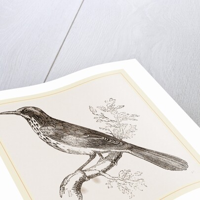 New Holland Honeysucker by Anonymous