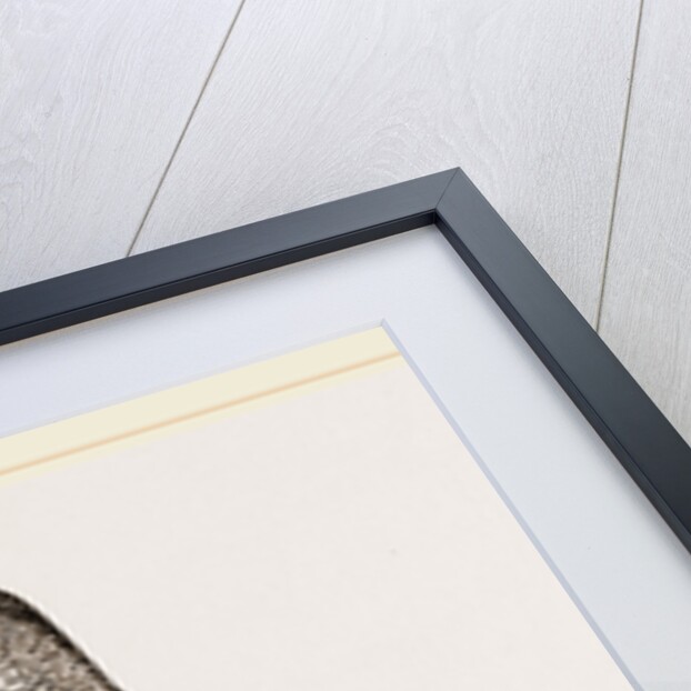 Recurved-bill Humming-bird by Anonymous