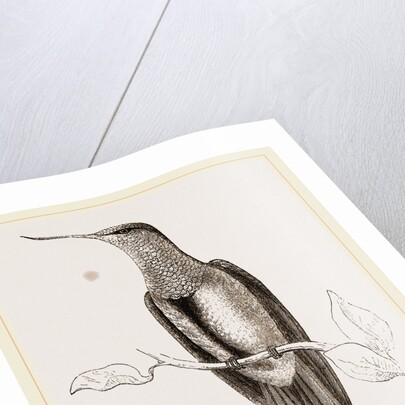 Recurved-bill Humming-bird by Anonymous