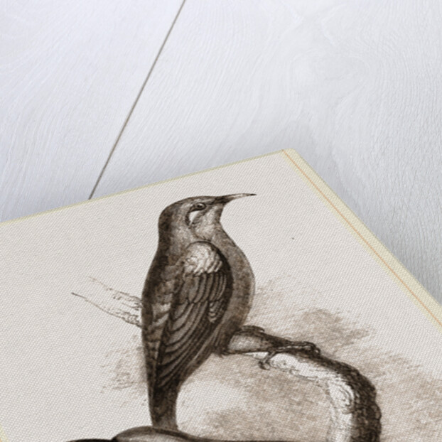 Blue-headed Honeysuckers by Anonymous