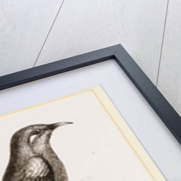 Blue-headed Honeysuckers by Anonymous