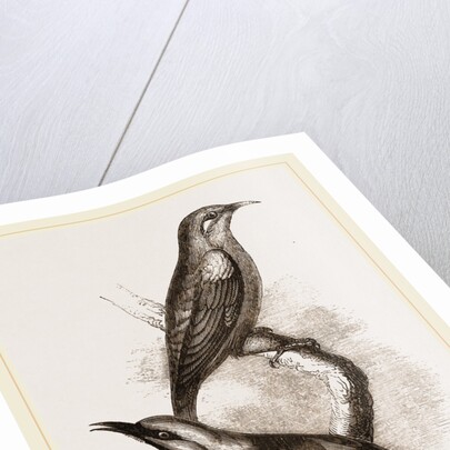 Blue-headed Honeysuckers by Anonymous