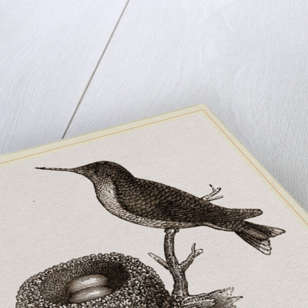 Ruby-throated Humming-bird and Nest by Anonymous