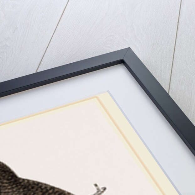 Ruby-throated Humming-bird and Nest by Anonymous