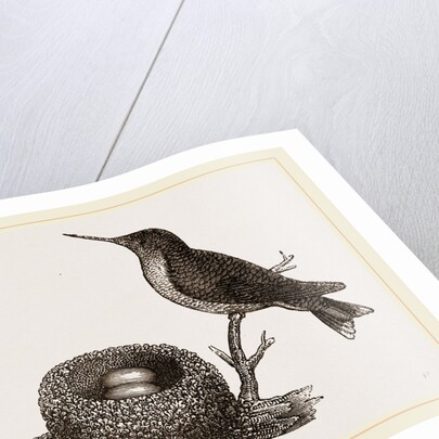 Ruby-throated Humming-bird and Nest by Anonymous