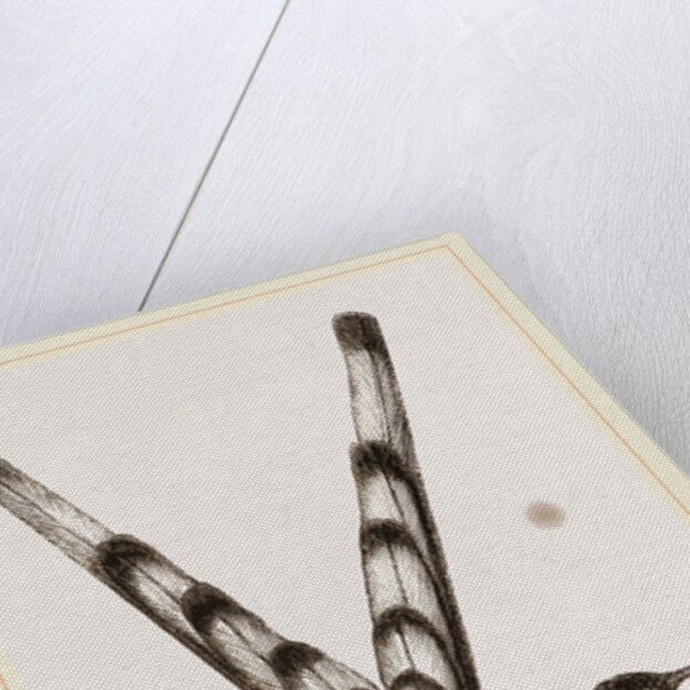 Bar-tailed Humming bird by Anonymous