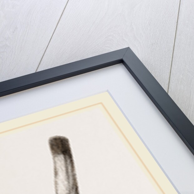 Bar-tailed Humming bird by Anonymous