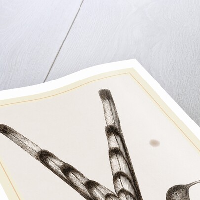 Bar-tailed Humming bird by Anonymous