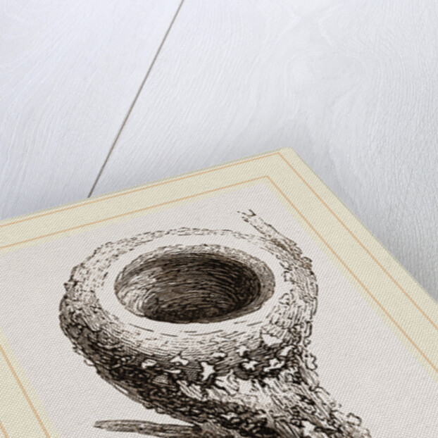 Nest of Humming-bird by Anonymous