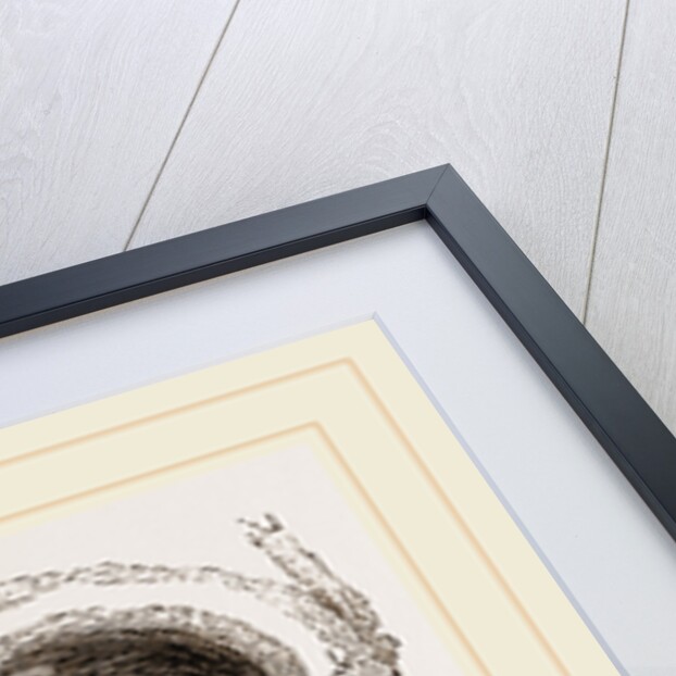 Nest of Humming-bird by Anonymous