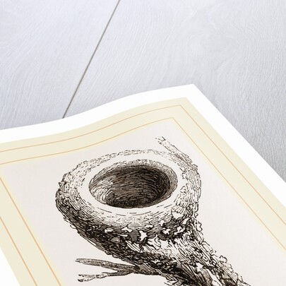 Nest of Humming-bird by Anonymous