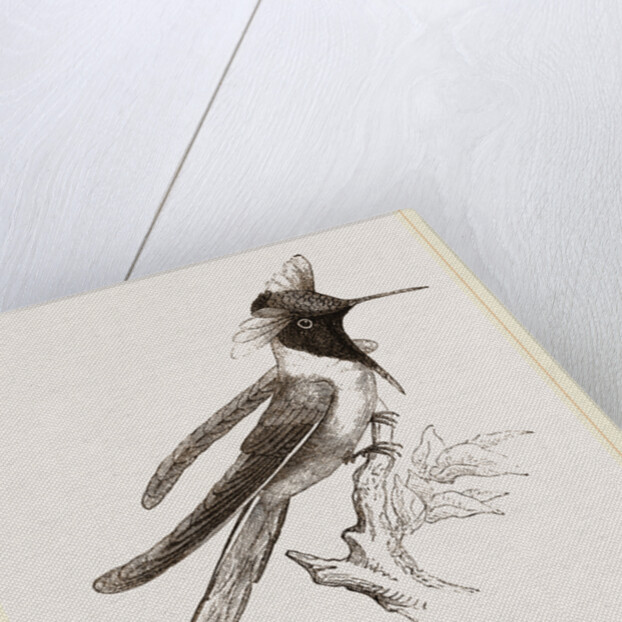 Double-crested Humming-bird by Anonymous