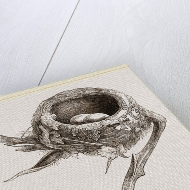 E5 Nest of Humming bird by Anonymous