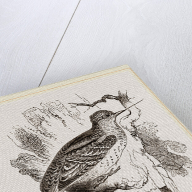 Wrynecks by Anonymous