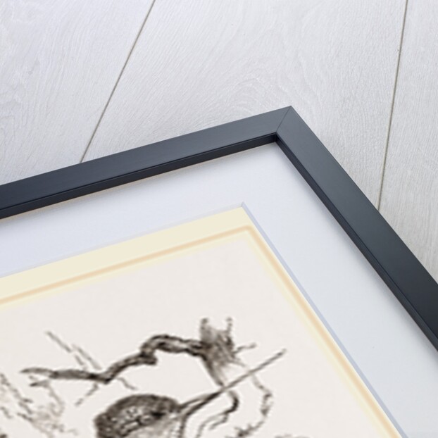 Wrynecks by Anonymous