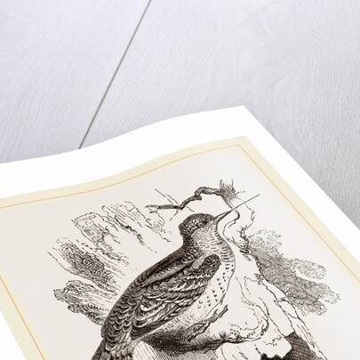 Wrynecks by Anonymous