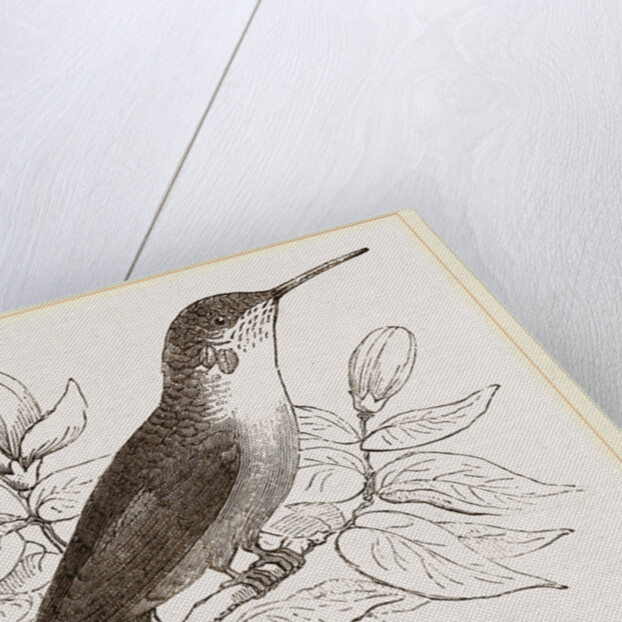 Humming-Bird by Anonymous