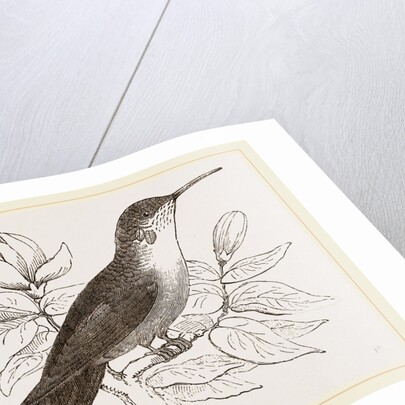 Humming-Bird by Anonymous