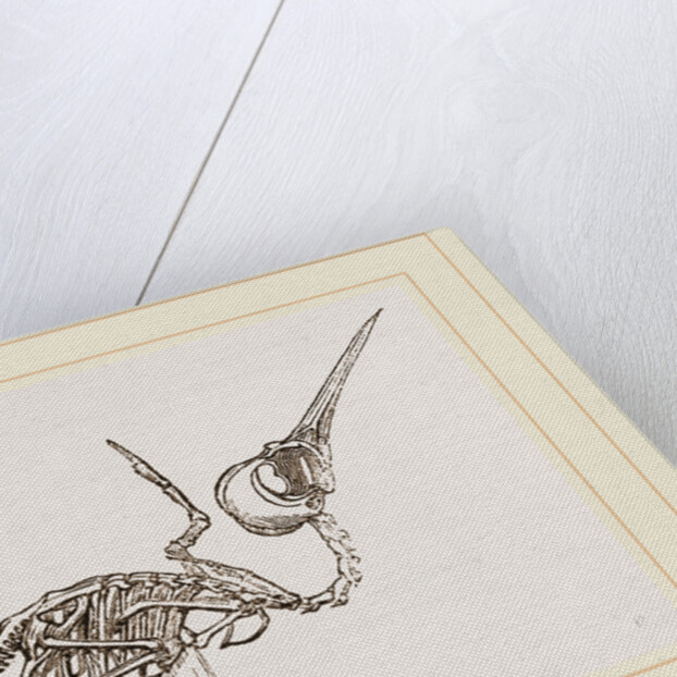 Skeleton of Humming-bird by Anonymous