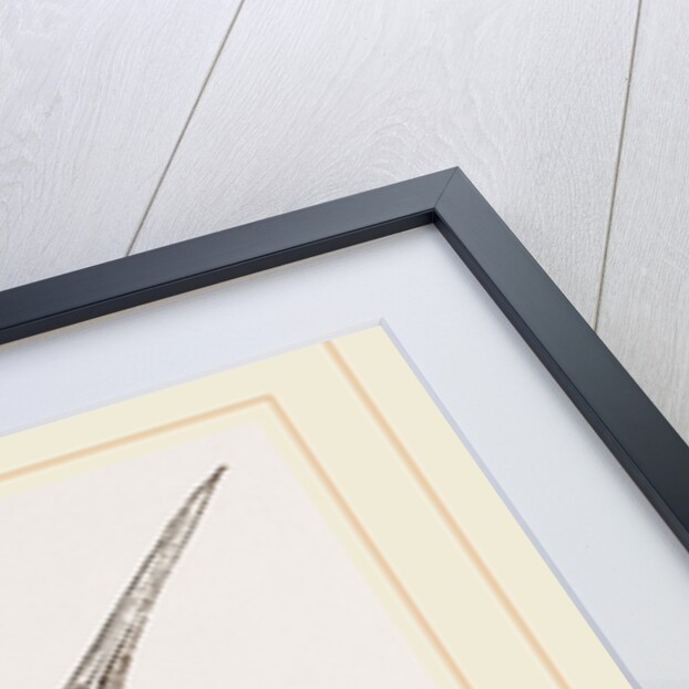 Skeleton of Humming-bird by Anonymous