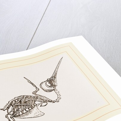 Skeleton of Humming-bird by Anonymous