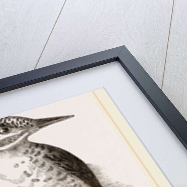 Three-toed Woodpeckers by Anonymous