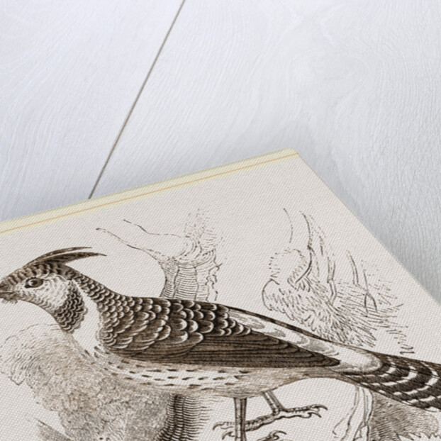 Caffre Woodpecker by Anonymous