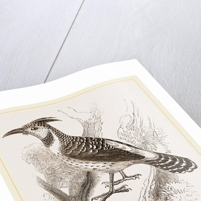 Caffre Woodpecker by Anonymous