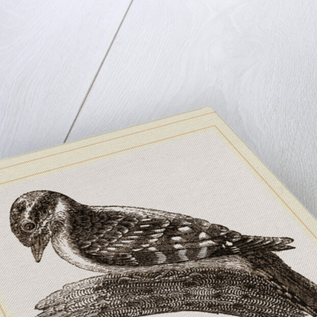 Downy Woodpecker by Anonymous