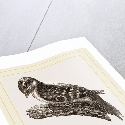 Downy Woodpecker by Anonymous