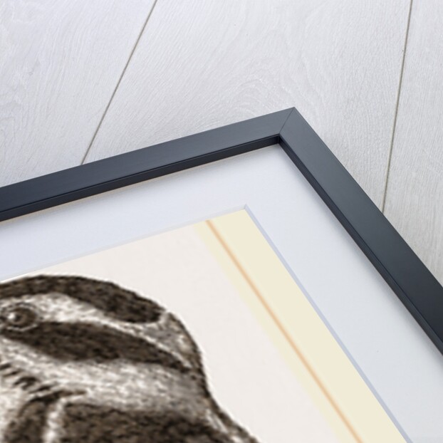 Hairy Woodpecker by Anonymous