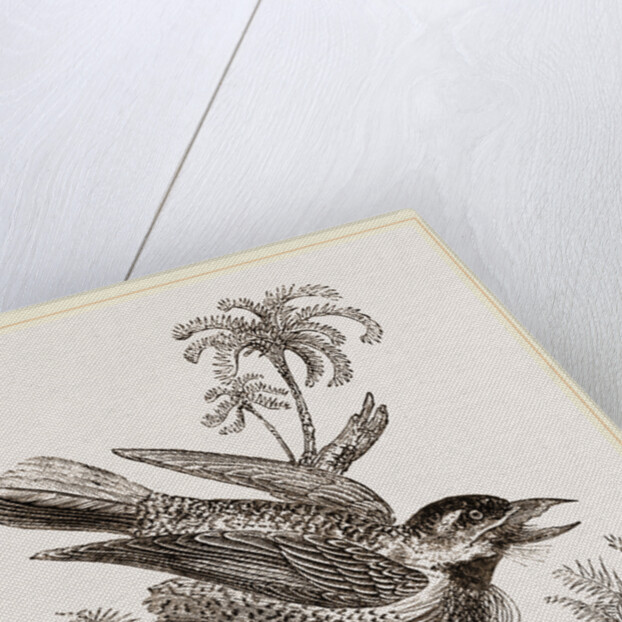 Bristly Barbet by Anonymous