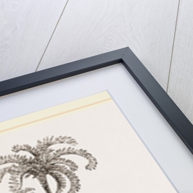 Bristly Barbet by Anonymous