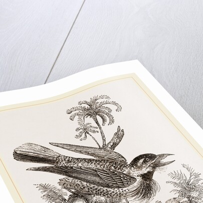 Bristly Barbet by Anonymous