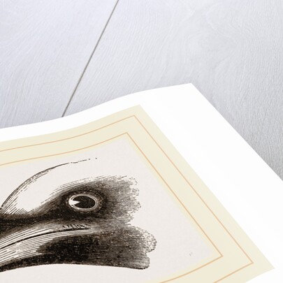 Beak of Great Black Woodpecker by Anonymous