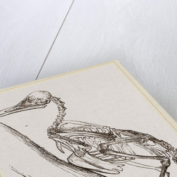 Skeleton of Woodpecker by Anonymous