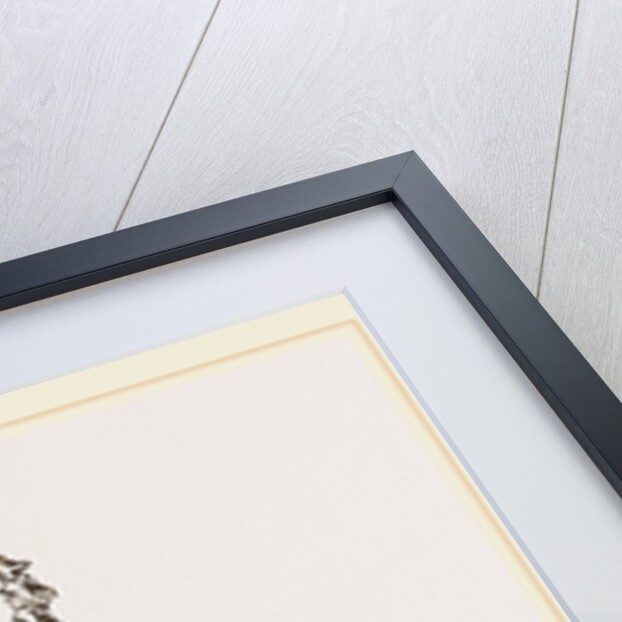 Skeleton of Woodpecker by Anonymous