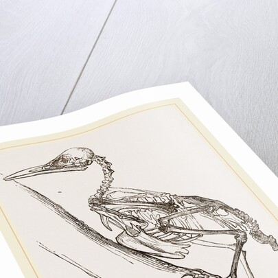 Skeleton of Woodpecker by Anonymous