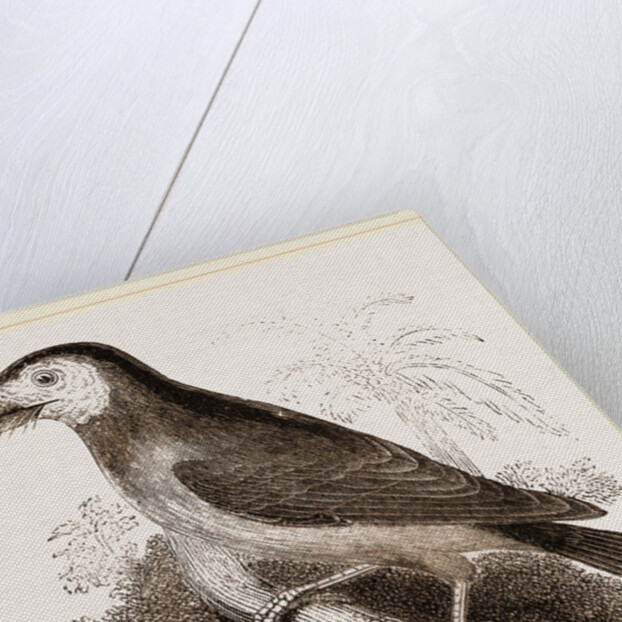 Latham's Barbet by Anonymous