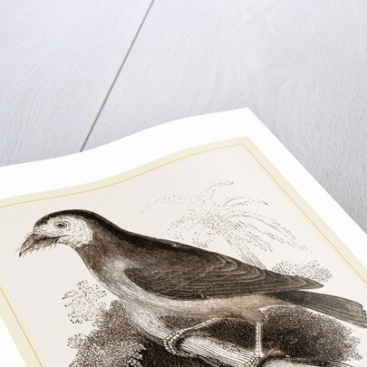 Latham's Barbet by Anonymous