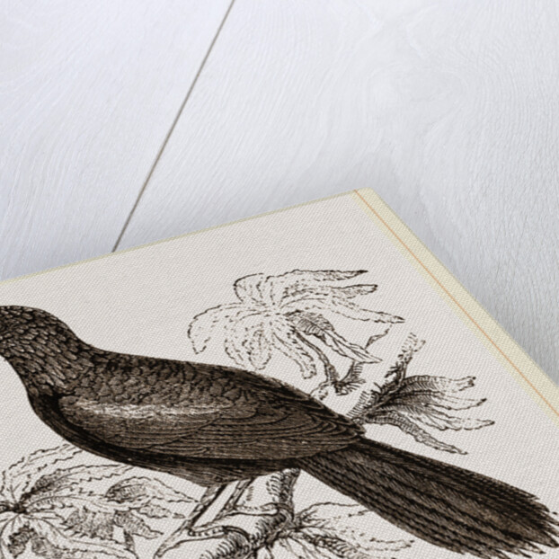 Curve-billed Creeper by Anonymous